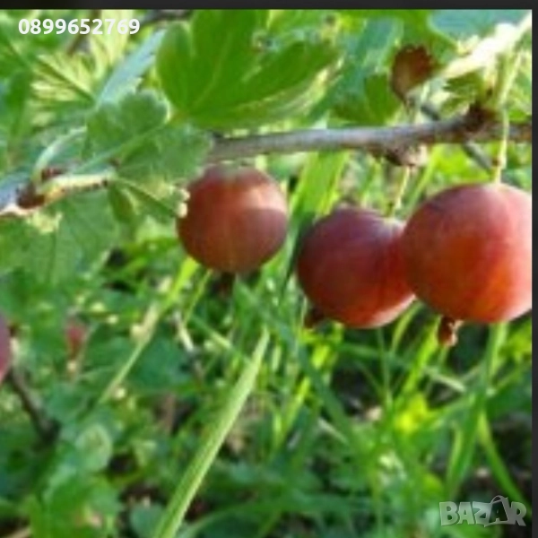 Йоща, снимка 1