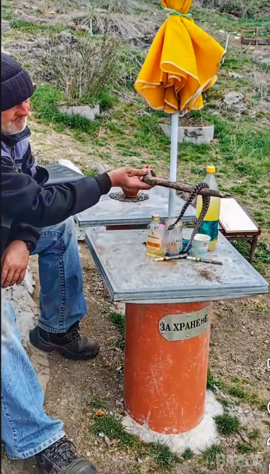 Змий 🐍, снимка 1