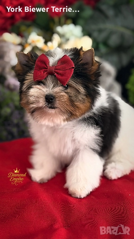 Йоркширски тЕриер! Мини принцеса с родословие! Доставка до всеки град! , снимка 1