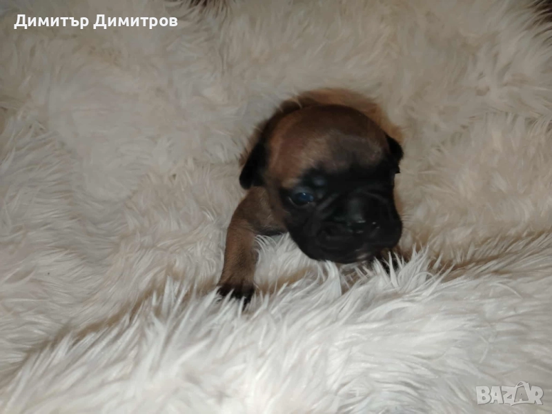 Френски булдог , снимка 1