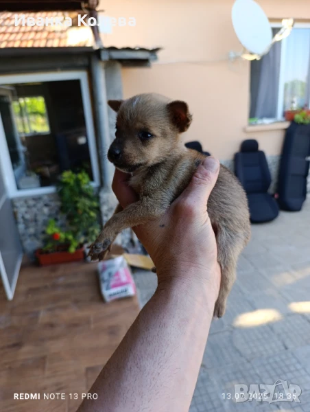 Продавам мини пинчер на 40 дена тел 0896132959, снимка 1