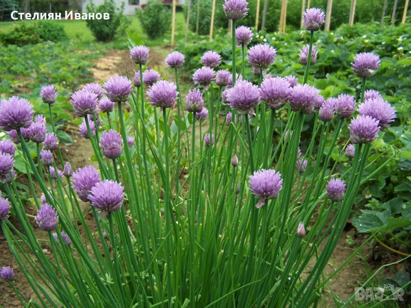 Сибирски лук, див лук, резанец, шивес, салатен лук, влашец (Allium schoenoprasum), снимка 1