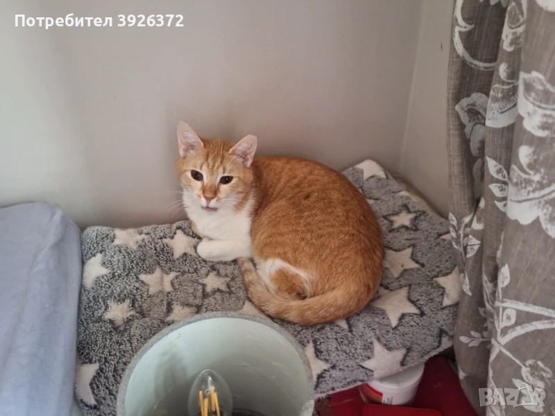 Подарявам  котенца, снимка 1