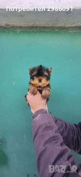 йоркширски териер , снимка 1