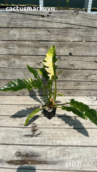 philodendron, снимка 1