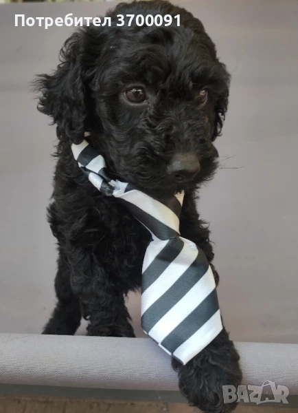 пудел / той мини пудел, снимка 1