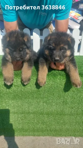 Немска овчарка, снимка 1