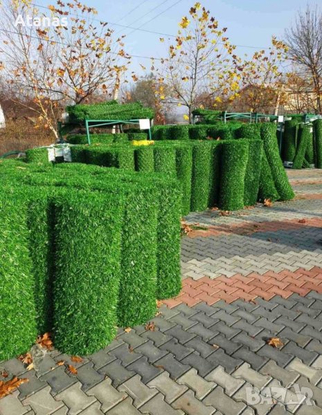 Жив плет, трева, мрежа и ограда, Защита от любопитни съседи!, снимка 1