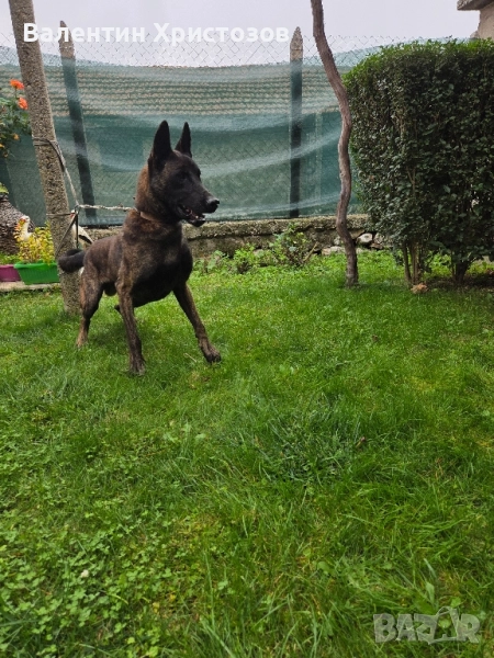 белгийска овчарка малиноа , снимка 1
