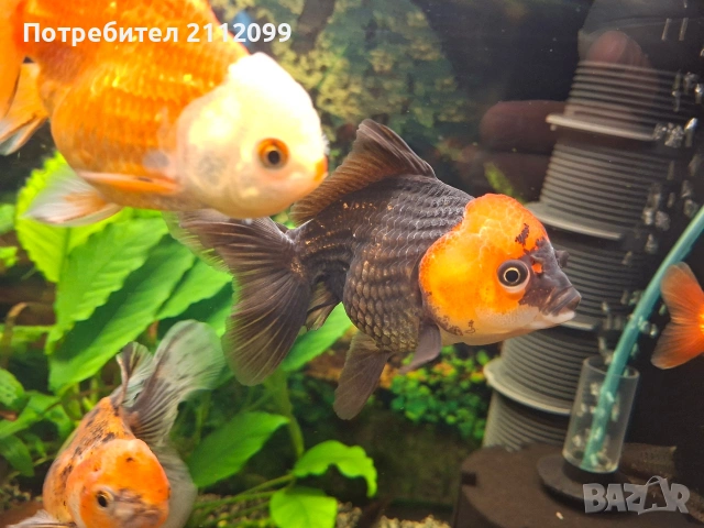 Оранди 10-12см, снимка 4 - Рибки - 53610046