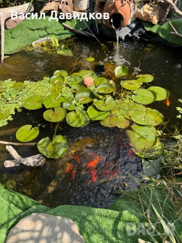 Растения за езеро ,лилии , предлагам и риби езерни , снимка 11 - Други - 50777184