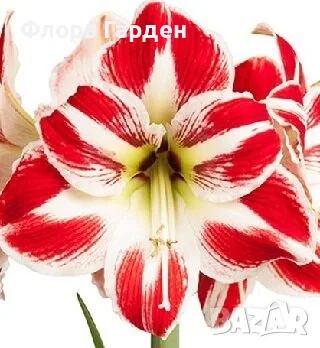 ЛУКОВИЦИ Амарилис, Анемоне, Ирис, Ранункулус, Минзухар