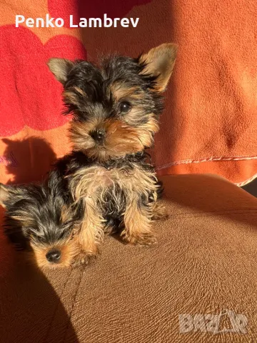  Йорки, снимка 1