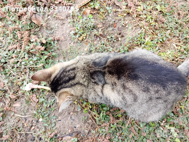 Подарявам коте, снимка 2 - Други - 51375809