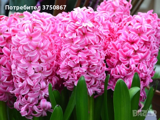 🌸🌿💞 Зюмбюл в саксия (Hyacinthus), снимка 15 - Градински цветя и растения - 53385103