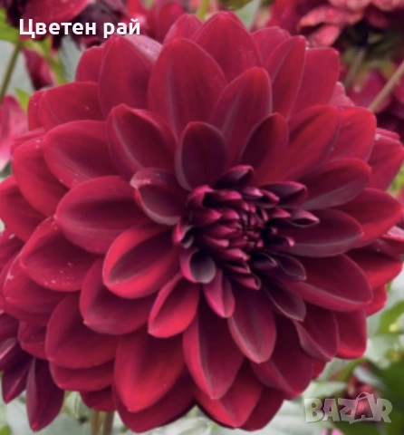 Грудки на няколко цвята далии , снимка 15 - Градински цветя и растения - 53770863