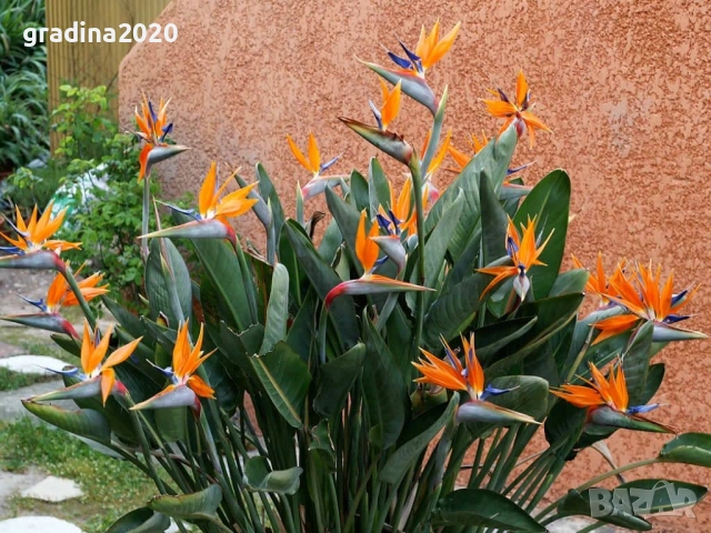 Кралска стрелиция (Strelitzia reginae), снимка 4 - Разсади - 52906618