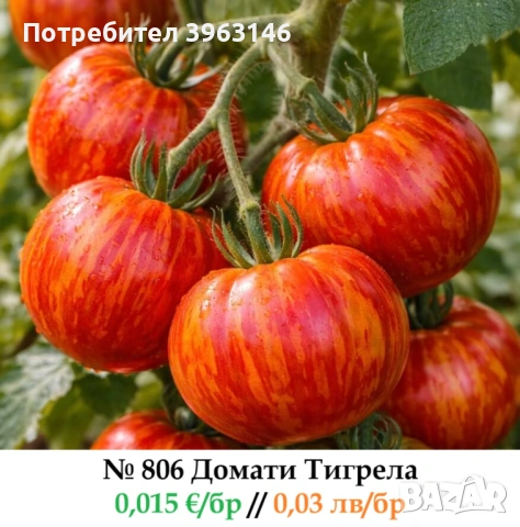 Семена за Стотинки, снимка 6 - Сортови семена и луковици - 52838410