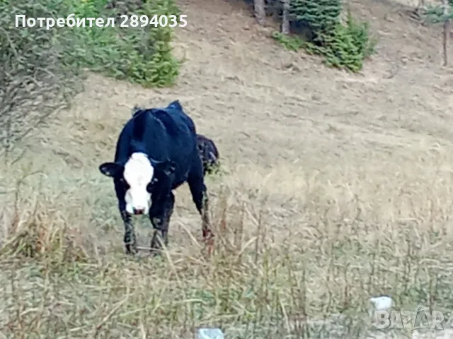 телета различна възраст , снимка 8 - Крави - 56125956