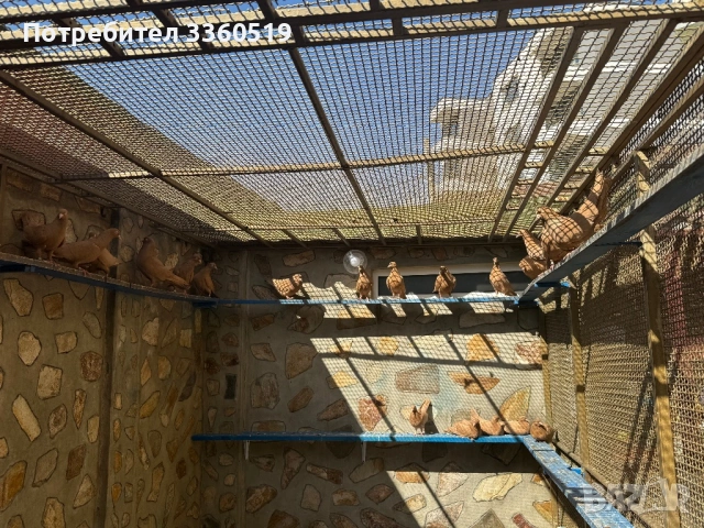 Гълаби неврени и лимонки, снимка 7 - Гълъби - 50813378