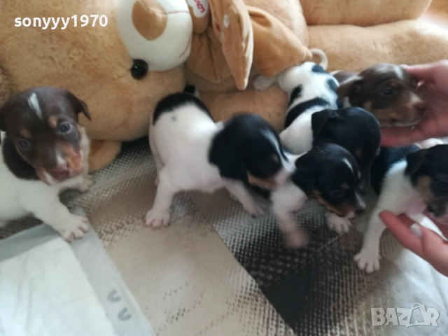 ДЖАК РЪСЕЛ-250ЛВ ЗА КУТРЕ 2409251049, снимка 2 - Джак ръсел териер - 51817566