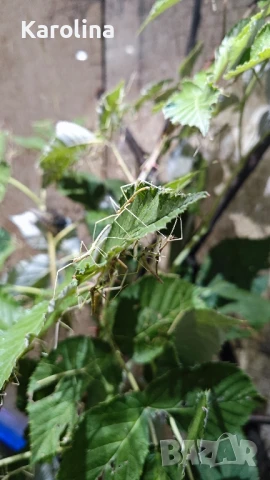 Анамска пръчка , снимка 5 - Други - 51379934