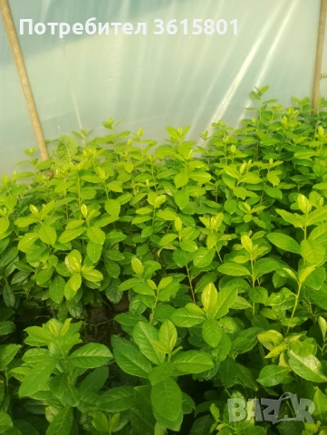 Лавровишна новита 4лв, снимка 2 - Градински цветя и растения - 51303378