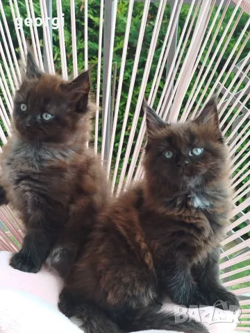 Котенца Мейн Кун , снимка 2 - Мейн кун - 56106222