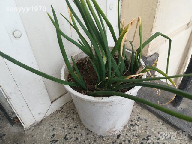 лук в саксия за кухнята 2202241458, снимка 2 - Стайни растения - 44417762