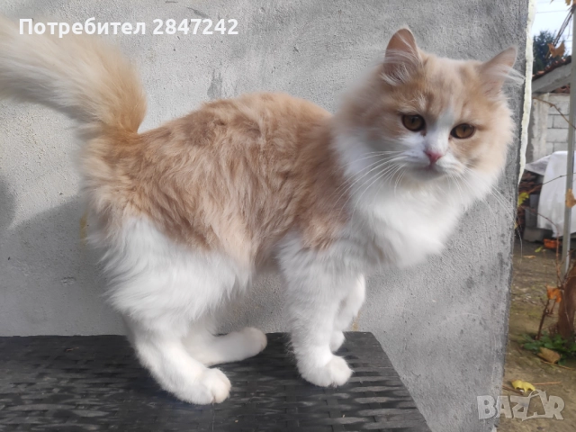 Беж пух, снимка 4 - Персийска - 52290620