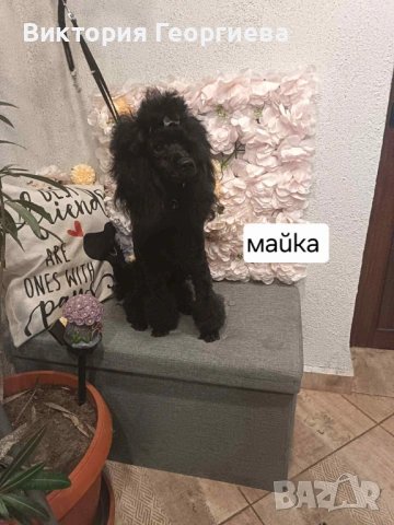 Мини Пудел , снимка 11 - Пудели - 53316077