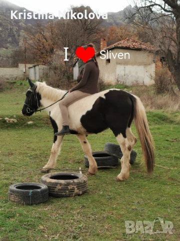 Кон, Кобила, пони, снимка 2 - Коне - 53791404