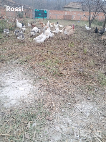 Млади селски гъски , снимка 5 - Патици и гъски - 52509307