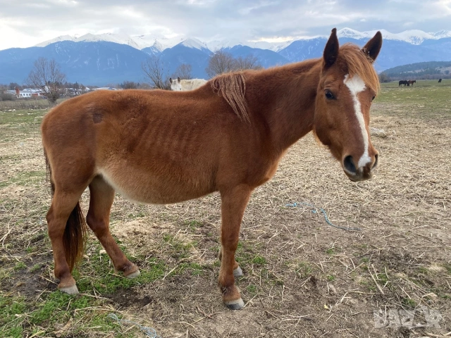 Кобили, снимка 1 - Коне - 52208617