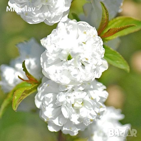 Японска Вишна-(Prunus Alba Plena), снимка 7 - Градински цветя и растения - 40121338