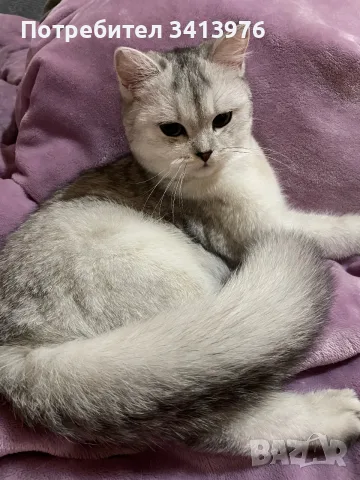Мъжки котарак за разплод, снимка 6 - Британска късокосместа - 55422480