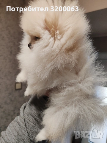 Померан мини женско , снимка 7 - Померан - 53378760