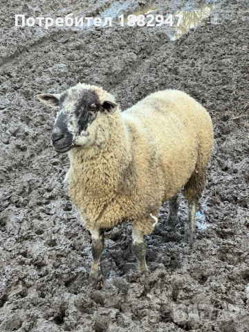 Суфолк овен, снимка 2 - Овце - 52748567