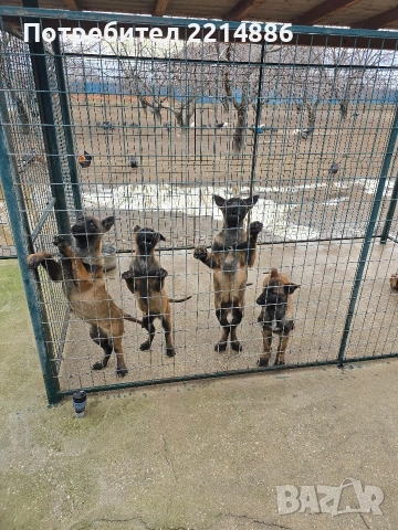 Белгийски овчарки-Малиноа , снимка 5 - Други - 52341802