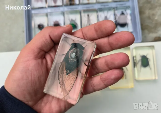 Деагостини колекция "Истински насекоми", снимка 4 - Колекции - 56314649