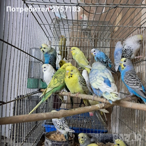 продавам вълнисти папагали 2026, снимка 6 - Папагали - 53766555