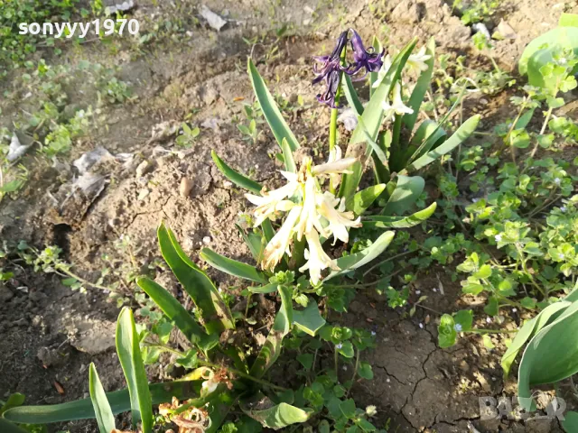 ЗЮМБЮЛ 25ЛВ ЗА ЕДИН В САКСИЯ С ПОЧВА 1104250530, снимка 9 - Градински цветя и растения - 49853465