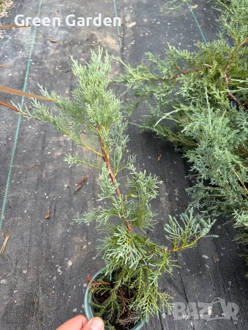 СРЕБРИСТА ХВОЙНА – Juniperus 