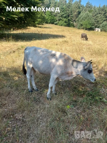 крави телета юници , снимка 2 - Крави - 51296848