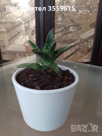 цвете тип алое, снимка 1