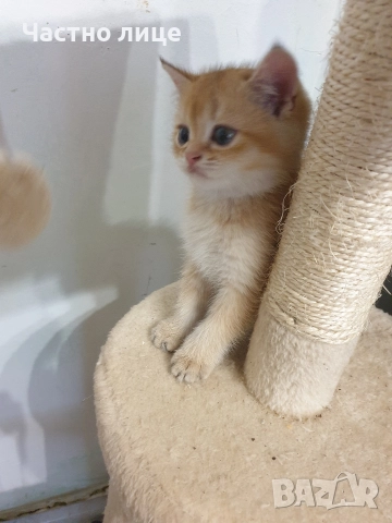 Шотландски котета златна чинчила., снимка 5 - Чинчили - 52171934