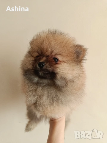 померан мини, снимка 3 - Померан - 53597861