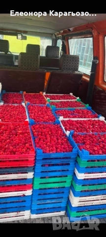 Качествен Разсад Малини