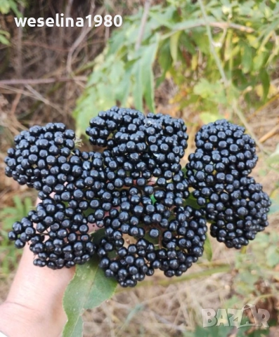 Продавам домашен сироп от бъз (бъзак), снимка 4 - Други - 30147199