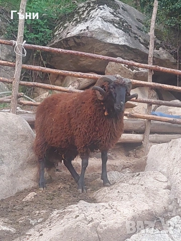 коч кочове овце , снимка 16 - Овце - 53624150